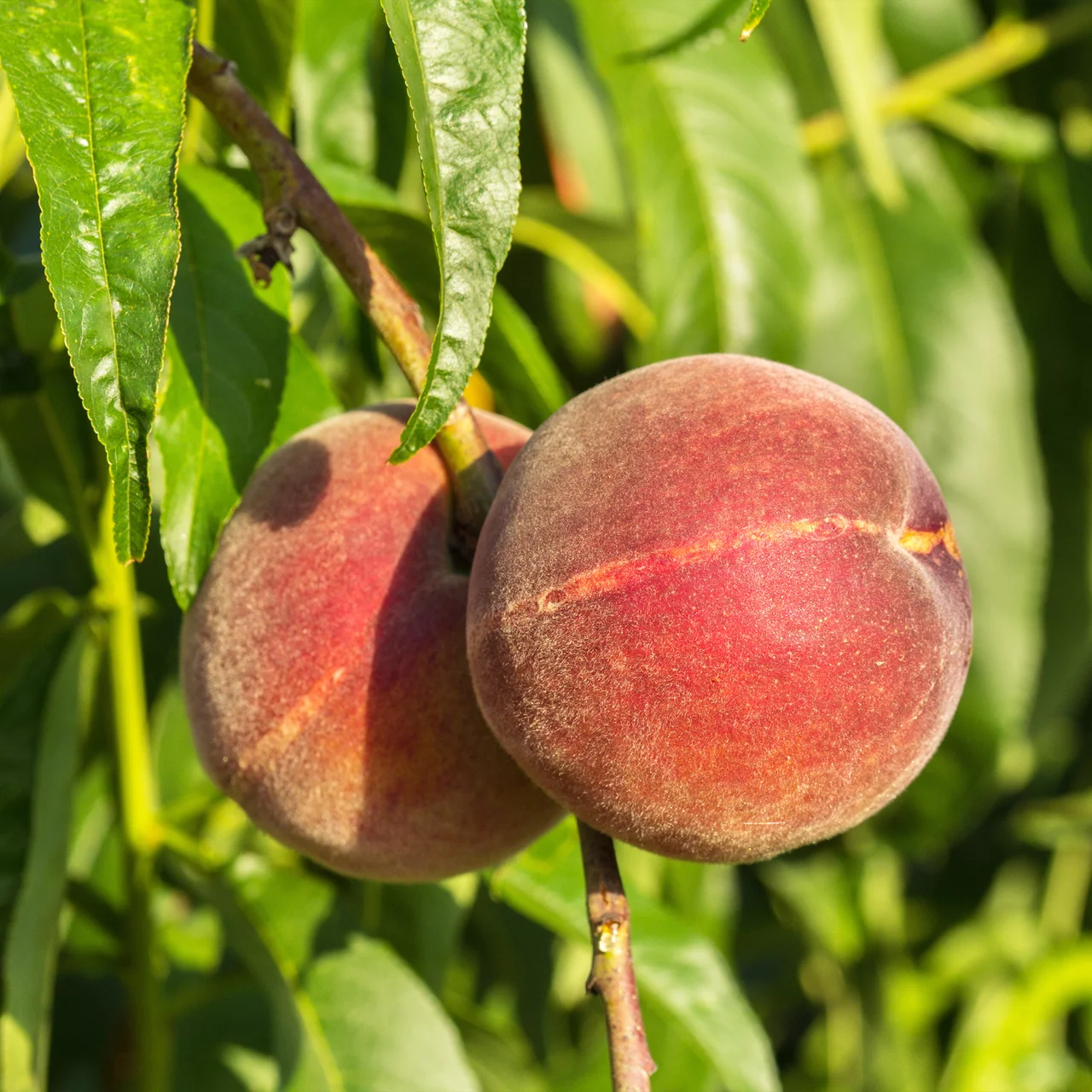 Pfirsich 'Früher Roter Ingelheimer' BioPfirsichbaum